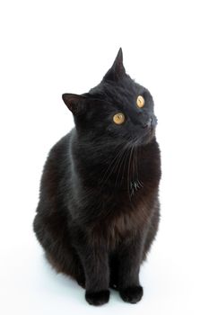 Beautiful black cat poses on a white background
