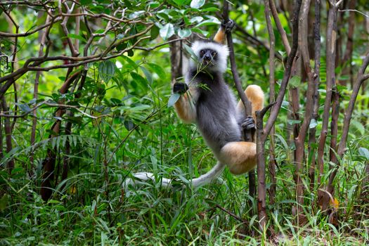 One Sifaka Lemur in the rainforest on the island of Madagascar