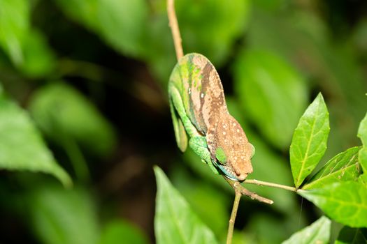 One small chameleon on a small branch