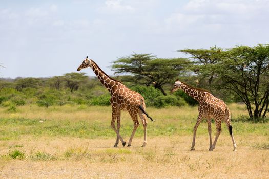 A several giraffes are walking through the grassland