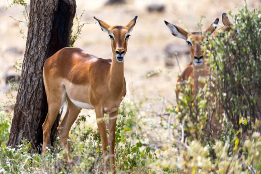 The Impala gazelles grazed in the savannah of Kenya