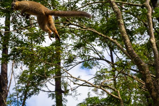 The Lemurs in a rain forest on the trees, hopping from tree to tree