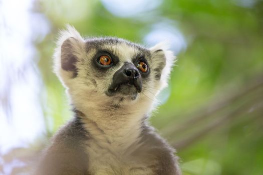 One portrait of a ring-tailed lemur on a tree