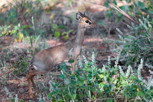 An antelope in the middle of the savannah of Kenya