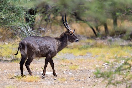 An antelope in the middle of the savannah of Kenya