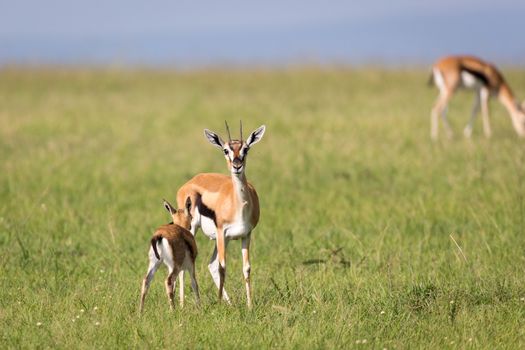The Thomson gazelles in the middle of a grassy landscape in the Kenyan savanna