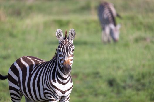 The closeup of a zebra in a national park