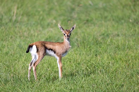 One very young Thomson Gazelle in the Kenyan grass landscape