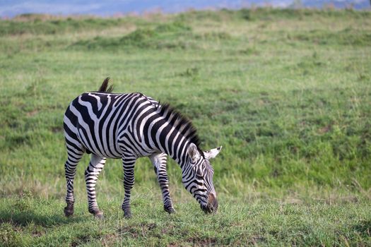 One zebra in the green landscape of a national park in Kenya