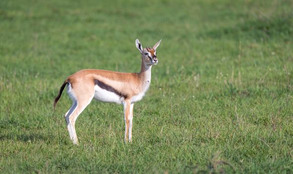 One Thomson's gazelle with her offspring in the savanna
