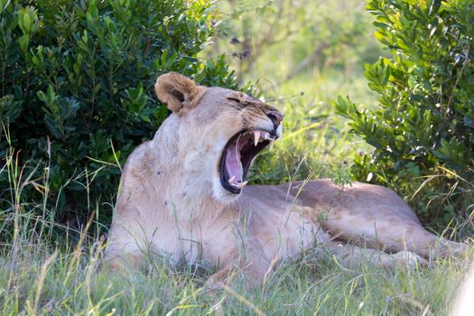 One lioness lying in the grass and yawns