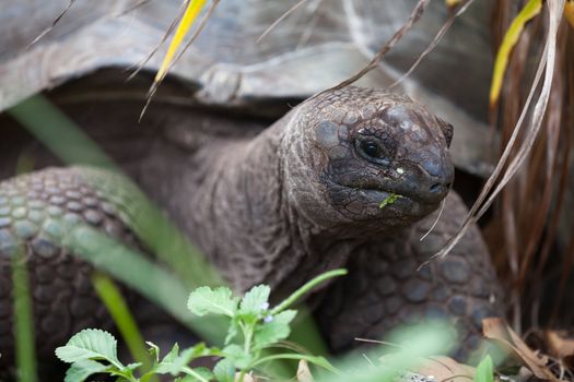 A big turtle between the gras