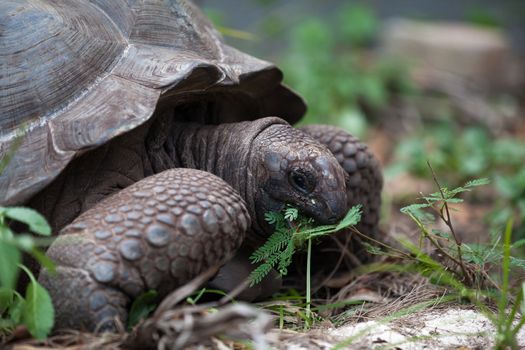 A big turtle between the gras