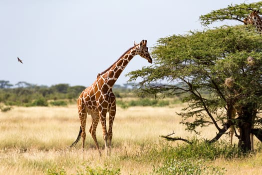 Giraffes in the savannah with many trees and bushes in the background