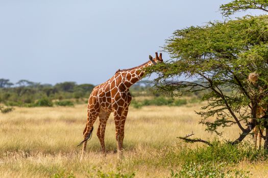A Somalia giraffes eat the leaves of acacia trees