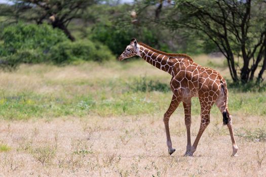 One giraffe walk through the savannah between the plants