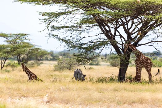 The Giraffes and a gravy zebra under the crown of a shady tree