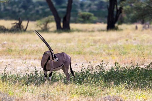 The Oryx family stands in the pasture surrounded by green grass and shrubs