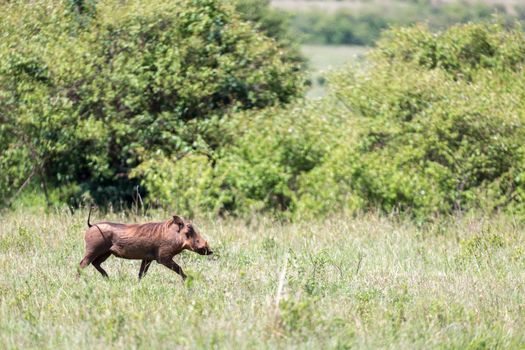 The warthog in the middle of the savanna of Kenya