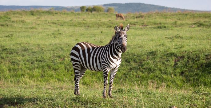 One zebra in the green landscape of a national park in Kenya