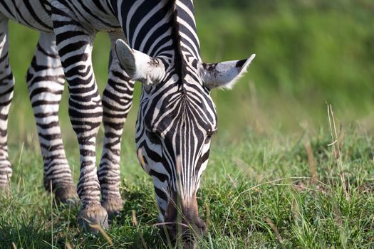 The closeup of a zebra in a national park