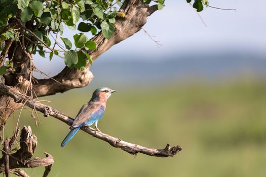 One lilac breast roll sits on a tree branch