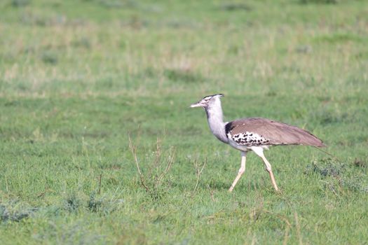 A Native Kenyan birds in their natural environment