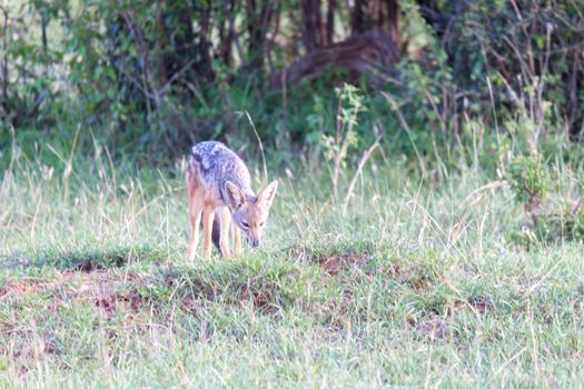 One little jackal stands between blades of grass