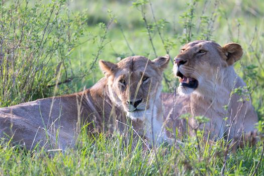The Lionesses lie in the grass and try to rest
