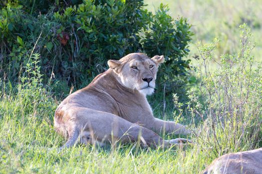 One lioness has made herself comfortable in the grass and is resting