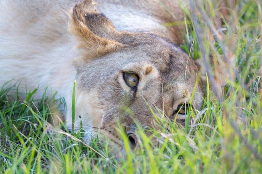 The closeup of a lioness trying to rest in the grass