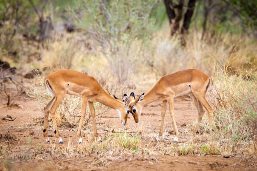 Antelopes is skirmish in the savannah of Kenya