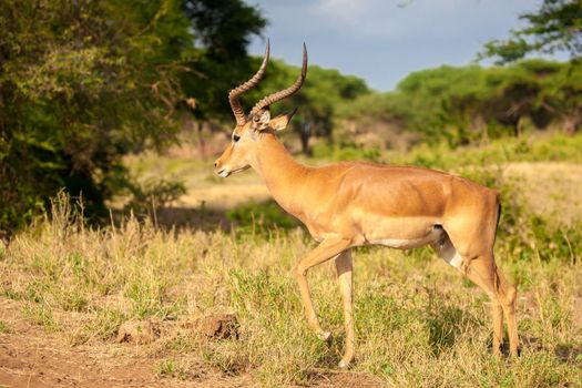 One atelope is standing, safari in Kenya