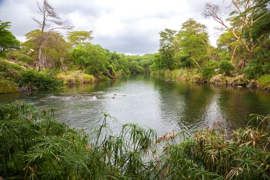 Hippos in the water, Mzima Springs Kenya