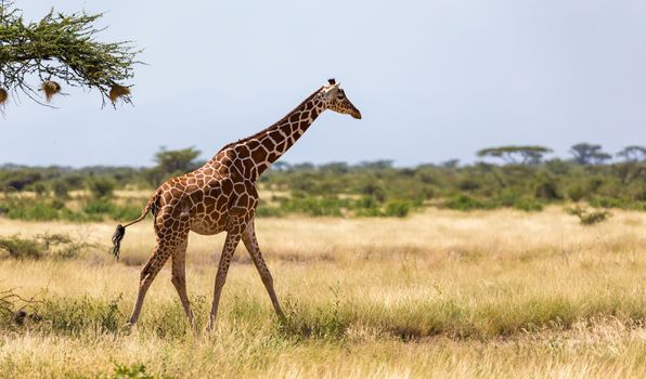 One giraffe walk through the savannah between the plants
