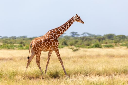 The Somalia giraffe goes over a green lush meadow