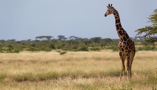 Giraffes in the savannah with many trees and bushes in the background