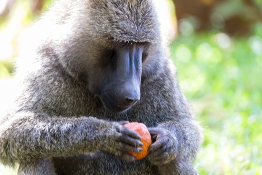 One big monkey plays with an apple