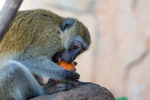 One Vervet monkey has found a fruit and eats it