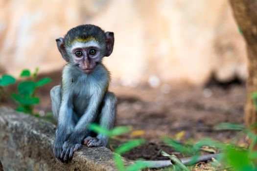 One little funny monkey is playing on the floor or on the tree