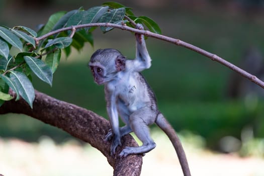 The monkey climbs around on a branch