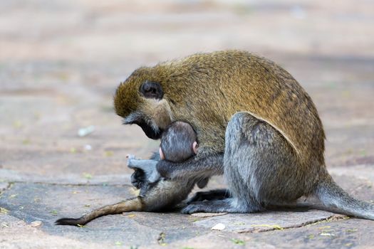 Vervet family with a little baby monkey