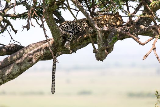 One leopard has settled comfortably between the branches of a tree to rest
