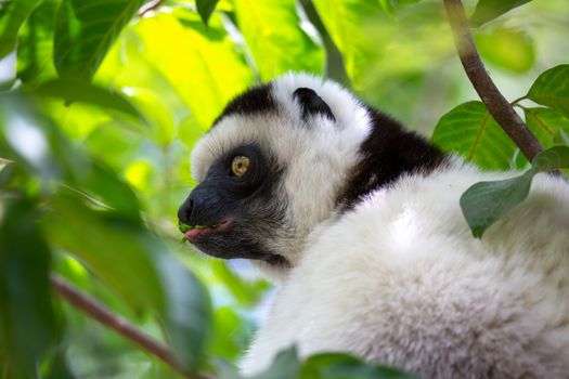 One black and white lemur sits in the crown of a tree, vari, sifaka