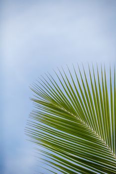 A palm leave in front of a blue sky