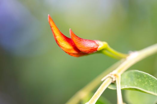 One exotic plant with a beautiful red bud