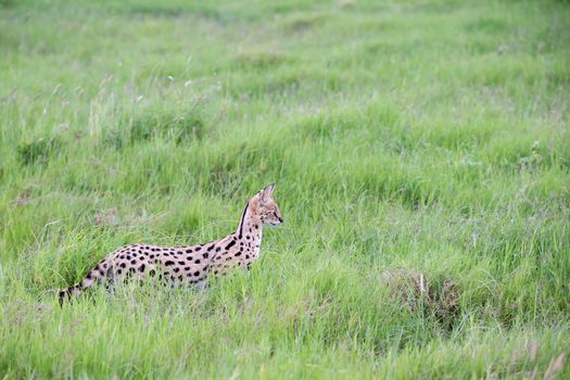A serval cat in the grassland of the savannah in Kenya
