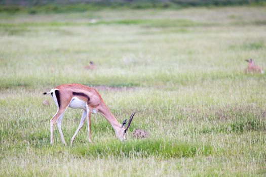 A gazelle grazes in the grassland of the savannah