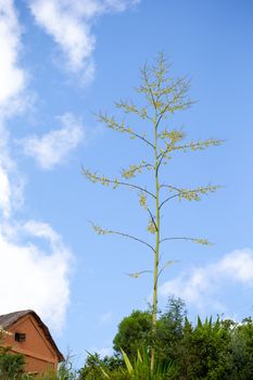 Branches of a very tall tree with a beautiful blue sky in the background