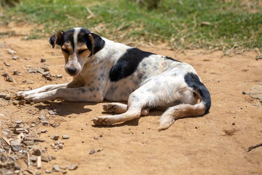 One street dog on the island of Madagascar